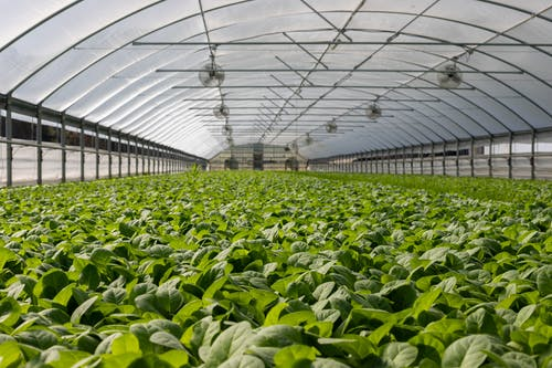 Hydroponic Crops in a Greenhouse